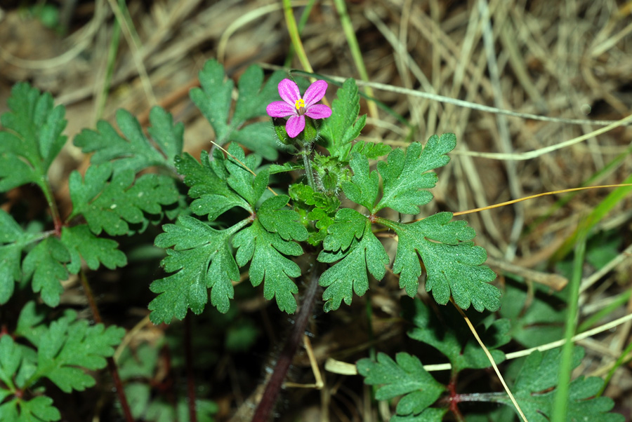 Geranium robertianum p.